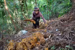 Medicinal plants help ethnic minority people escape from poverty