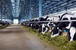 Vinamilk plans another dairy farm in Ha Tinh