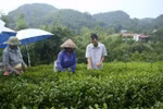 Loans lift farmers in Thai Nguyen out of poverty