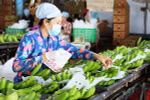 Investment in fruit, vegetable processing surges as companies realise potential