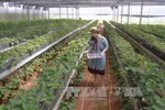 Da Lat: Farm tours attractive to visitors