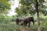 Domestic elephants are raised in a semi-wild form in the forest of KRongNa commune in Buon Don district of Dak Lak province. (Photo: VNA) 