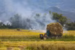 Golden-ripened rice season in Dien Bien