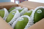 Yen Chau Mango: A must-try specialty of Son La