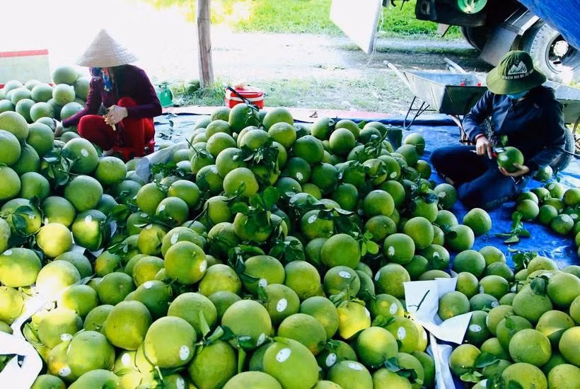 Fruit and vegetable exports in the first six months of 2025 have decreased compared to 2024. (Photo: VietnamPlus)