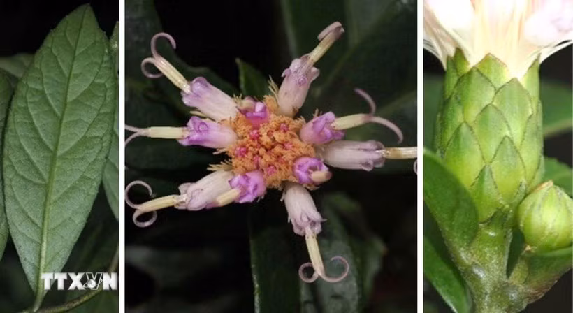Vietnamese and Japanese scientists have discovered a new plant species, Bach Dau Phong Nha – Ke Bang, scientifically named Decaneuropsis phongnhakebangensis, in Phong Nha - Ke Bang National Park. (Photo: VNA)