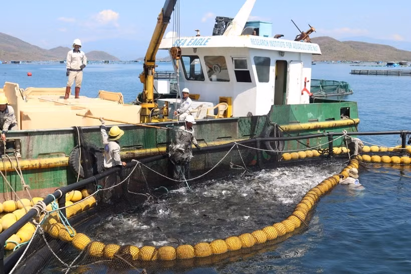 An industrial-scale aquaculture model on Van Phong bay, Khanh Hoa province. (Photo: VNA) 