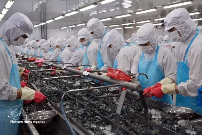 The fisheries sector is among those expected to benefit significantly when VEFTA takes effect. (Photo: VNA)