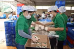 Fresh coconut packaging for export at Mekong Fruit Co. Ltd. in Huu Dinh commune in Chau Thanh district of Ben Tre province. (Photo: VNA)