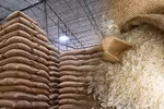 Fifteen regional state reserve branches organise bidding sessions to purchase 200,000 tons of rice. (Photo thesaigontimes.vn)
