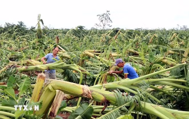 post-storm agriculture recovery 2.webp