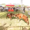 Weekly highlights: First-ever goat fighting festival opens in Ninh Binh province