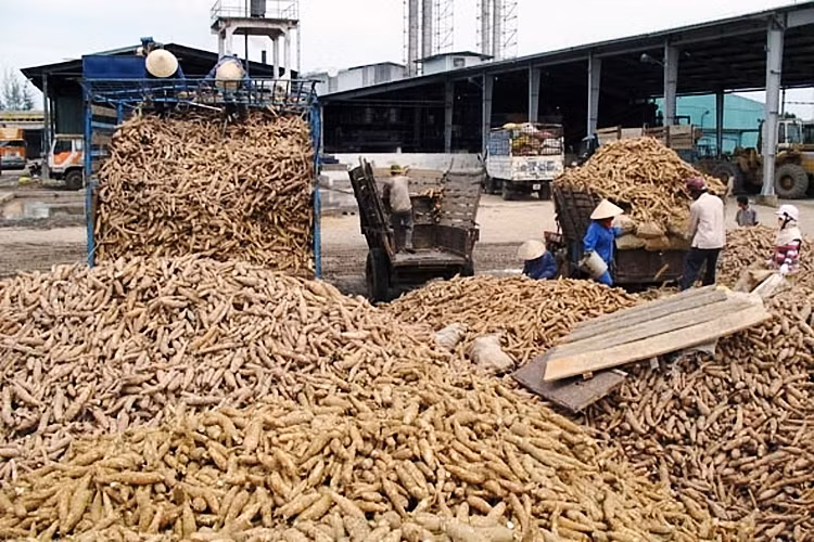 Drought affects Thailand’s cassava output ảnh 1 Drought affects Thailand’s cassava output ảnh 1
