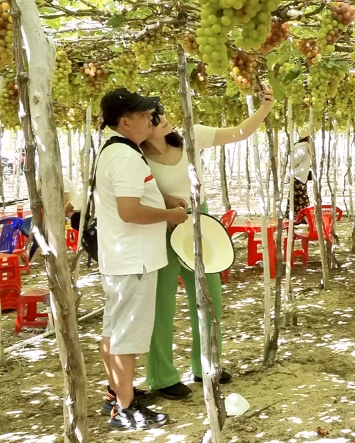 Ninh Thuan province develops grape eco-system ảnh 1