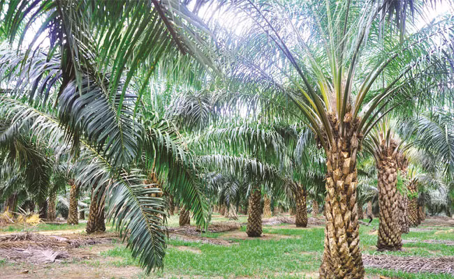 Indonesia to expand palm growing area ảnh 1