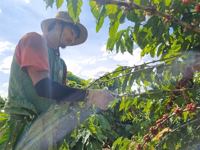 EU's new regulation on deforestation-linked products head-scratcher for Vietnamese producers ảnh 1