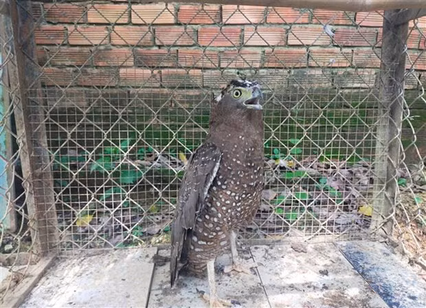 Rare grey peacock-pheasant discovered in Binh Phuoc ảnh 1
