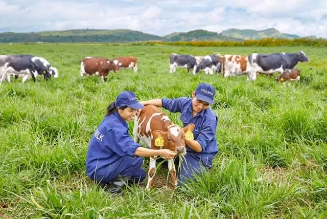Vinamilk opens first European-standard dairy farm in Vietnam ảnh 1 Vinamilk opens first European-standard dairy farm in Vietnam ảnh 1