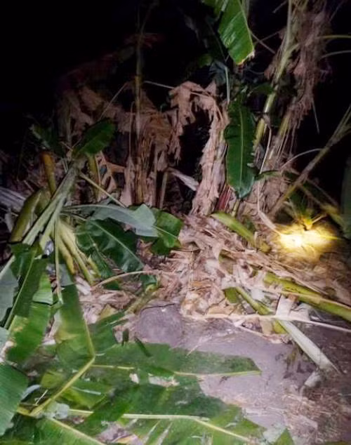 Wild elephants destroy crops in Dak Lak ảnh 1 Wild elephants destroy crops in Dak Lak ảnh 1