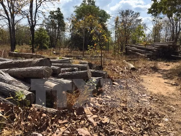 Ministry strives for sustainable forestry sector development ảnh 1