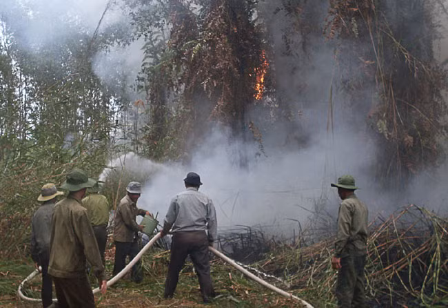 Ca Mau province prepared for forest fires ảnh 1