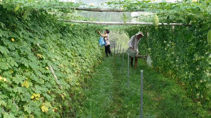 Vietnam carries out new food safety measures in agricultural sector ảnh 1
