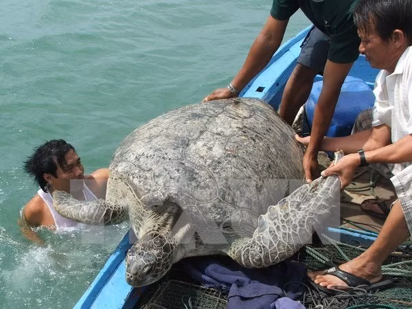 Con Dao National Park – nesting haven for sea turtles ảnh 1