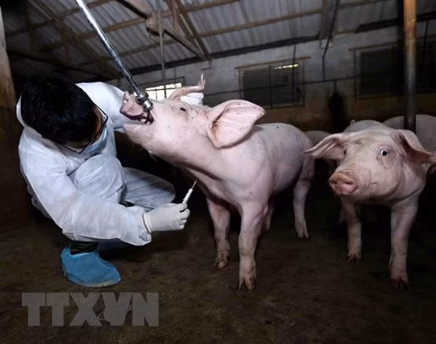 Animal inspection stations set up to prevent spread of African swine fever ảnh 1