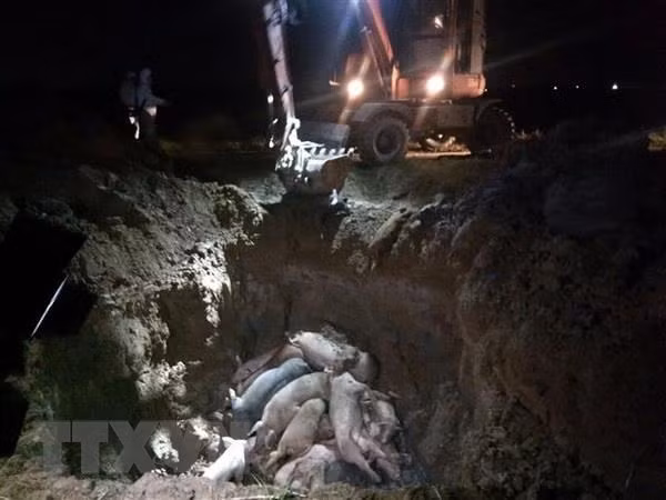 Localities work hard to tackle African swine fever ảnh 1