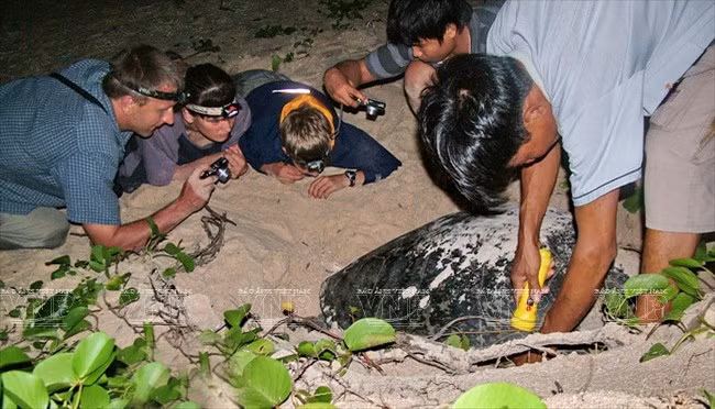 Con Dao National Park – nesting haven for sea turtles ảnh 2