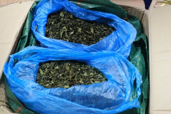 Over 82kg of suspected drug-linked leaves seized ảnh 1