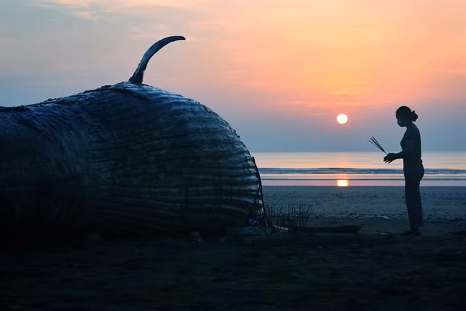 Photo contest captures ocean glory ảnh 1