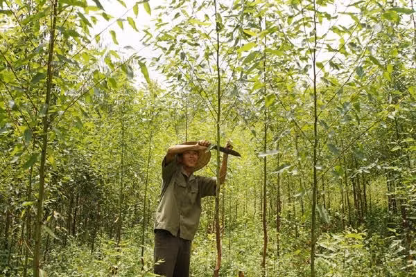 Forested area down due to floods ảnh 1