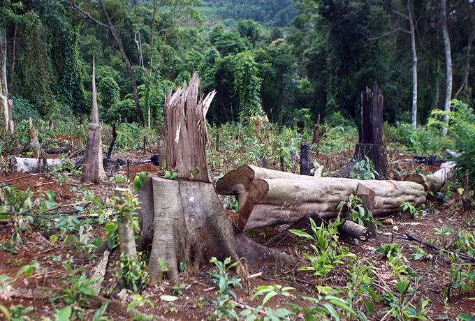 Ministry aims to restore, develop protect forests ảnh 1