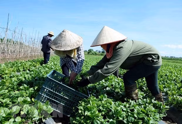 Mid-term rural, agricultural survey to begin on July 1 ảnh 1