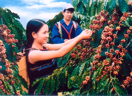 Insurance for coffee trees against natural calamities ảnh 1