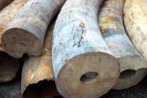 Hanoi: large amount of elephant tusks found ảnh 1 Hanoi: large amount of elephant tusks found ảnh 1