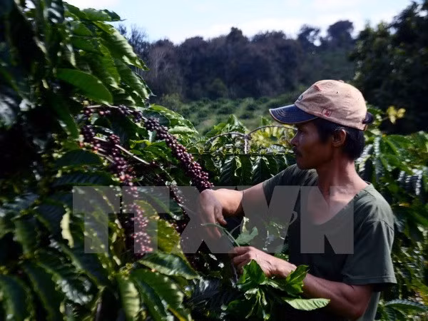 Lam Dong: 3.8 billion VND in support for coffee replanting ảnh 1