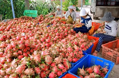 Binh Thuan to strictly handle illegal Chinese dragon fruit traders ảnh 1