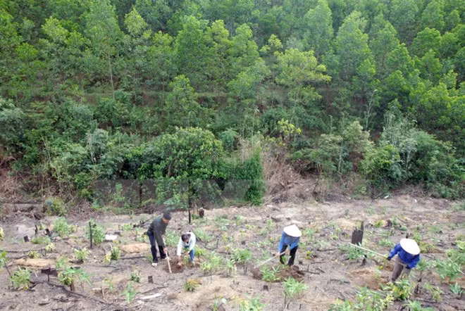 Dak Lak works to reclaim illegally occupied forest land ảnh 1