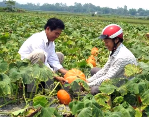 Agriculture sector targets 33 billion USD from exports in 2017 ảnh 1 Agriculture sector targets 33 billion USD from exports in 2017 ảnh 1