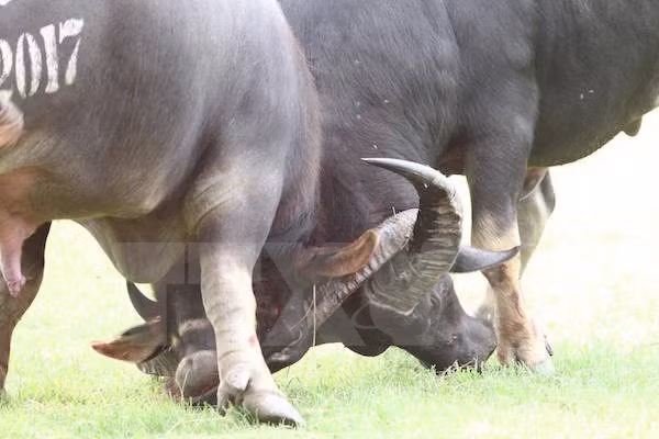 Buffalo fighting festival may lose heritage status ảnh 1 Buffalo fighting festival may lose heritage status ảnh 1