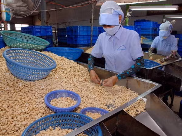 Cashew firms asked to make up output fall with product quality ảnh 1 Cashew firms asked to make up output fall with product quality ảnh 1