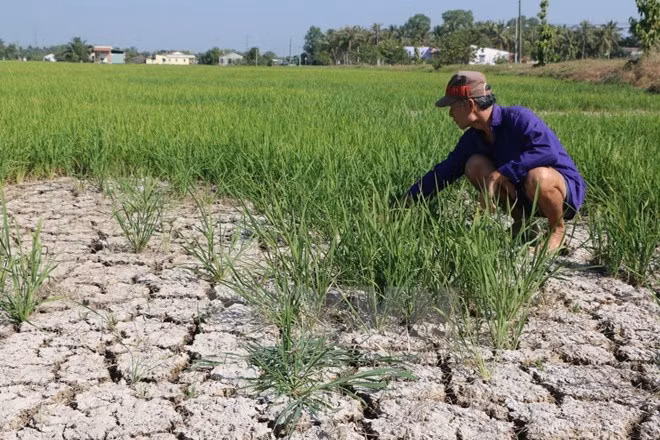 Forum promotes smart agriculture in response to climate change ảnh 1