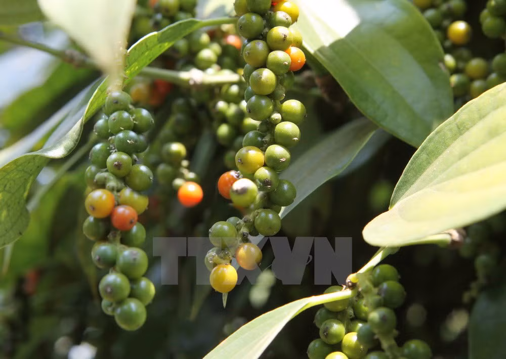Pepper sector advised to boost clean production ảnh 1