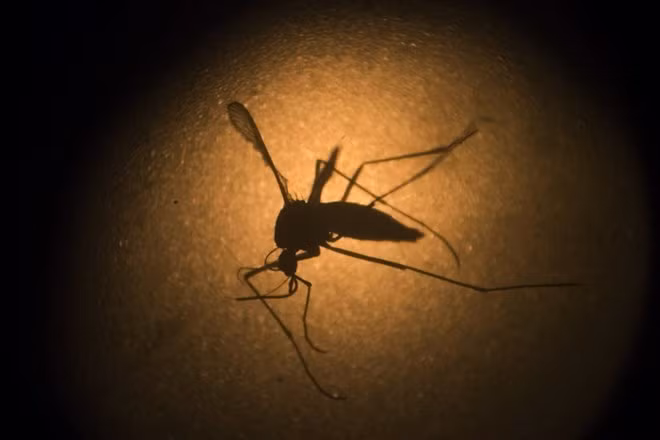 11 Zika cases reported in central Thailand ảnh 1