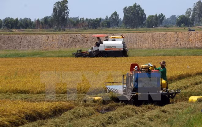 Vietnam targets exporting 4 million tonnes of rice by 2030 ảnh 1 Vietnam targets exporting 4 million tonnes of rice by 2030 ảnh 1