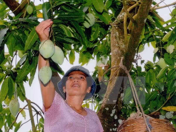 Son La-grown green mango to be shipped to Australia ảnh 1