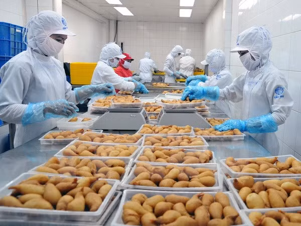 HCM City promotes trade, investment in key areas ảnh 1