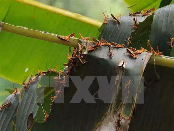 Locusts damage 9,000 ha of crops in Son La ảnh 1